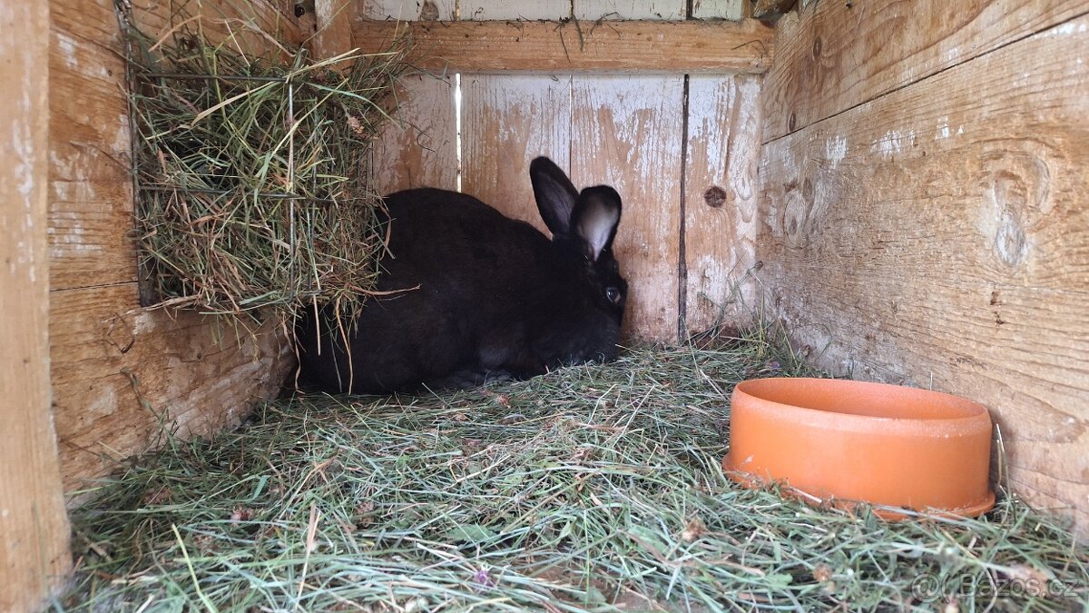 Loňské podzimní králíci - 3