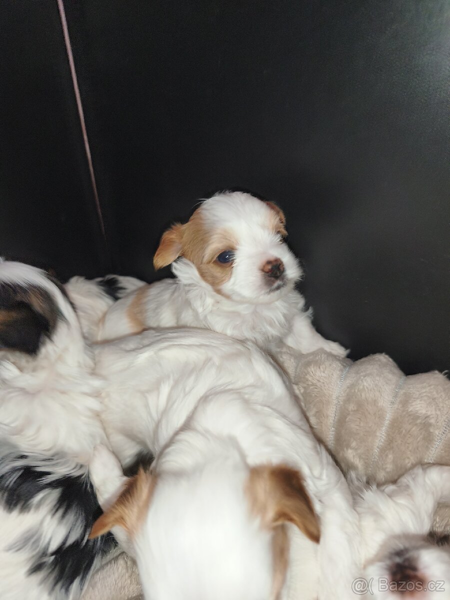 Jorkšírský teriér golddust s PP - 3