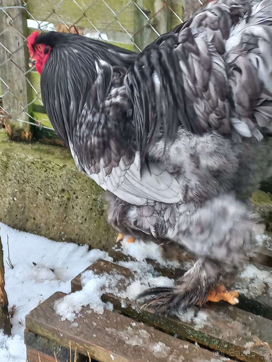 Prodám kohouty Brahmanky Velké - 3