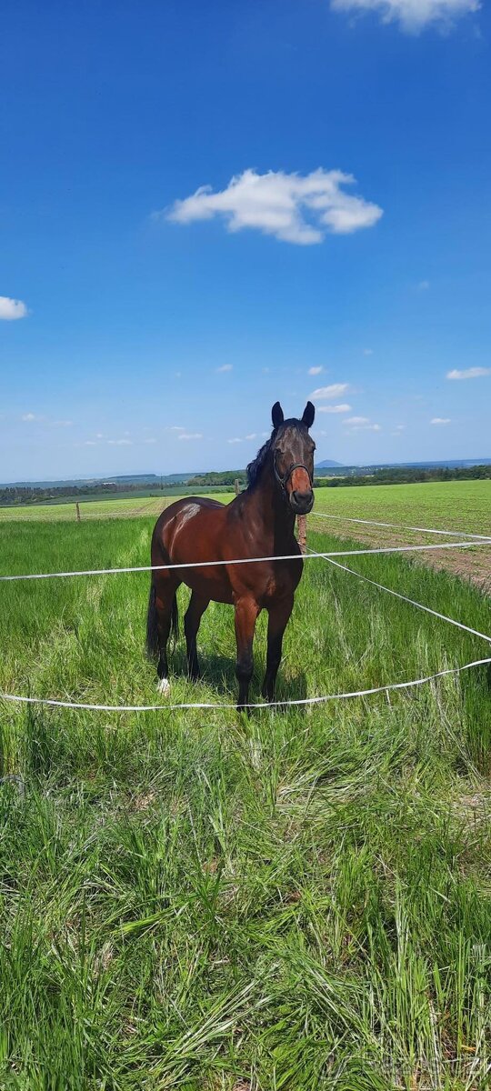 Ustájení koní - 3