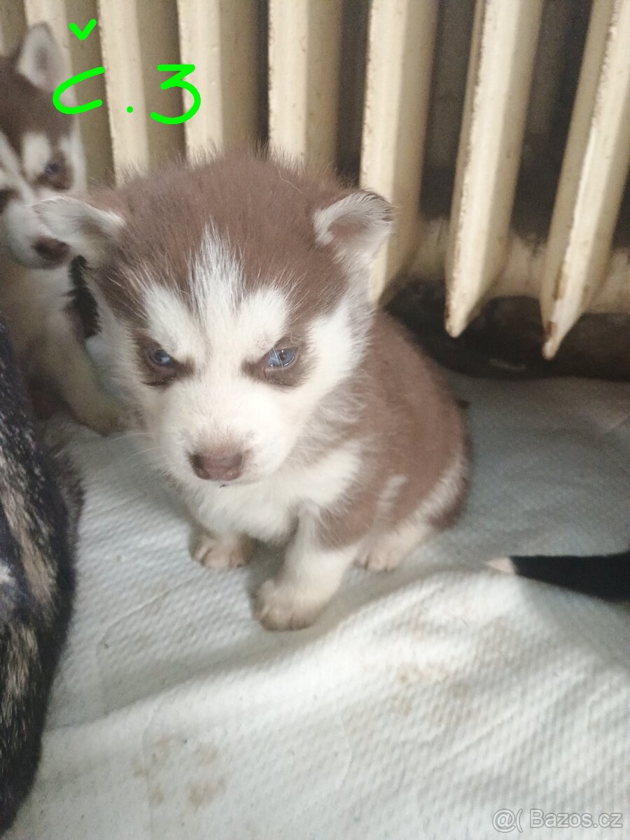 Sibiřský husky - 3