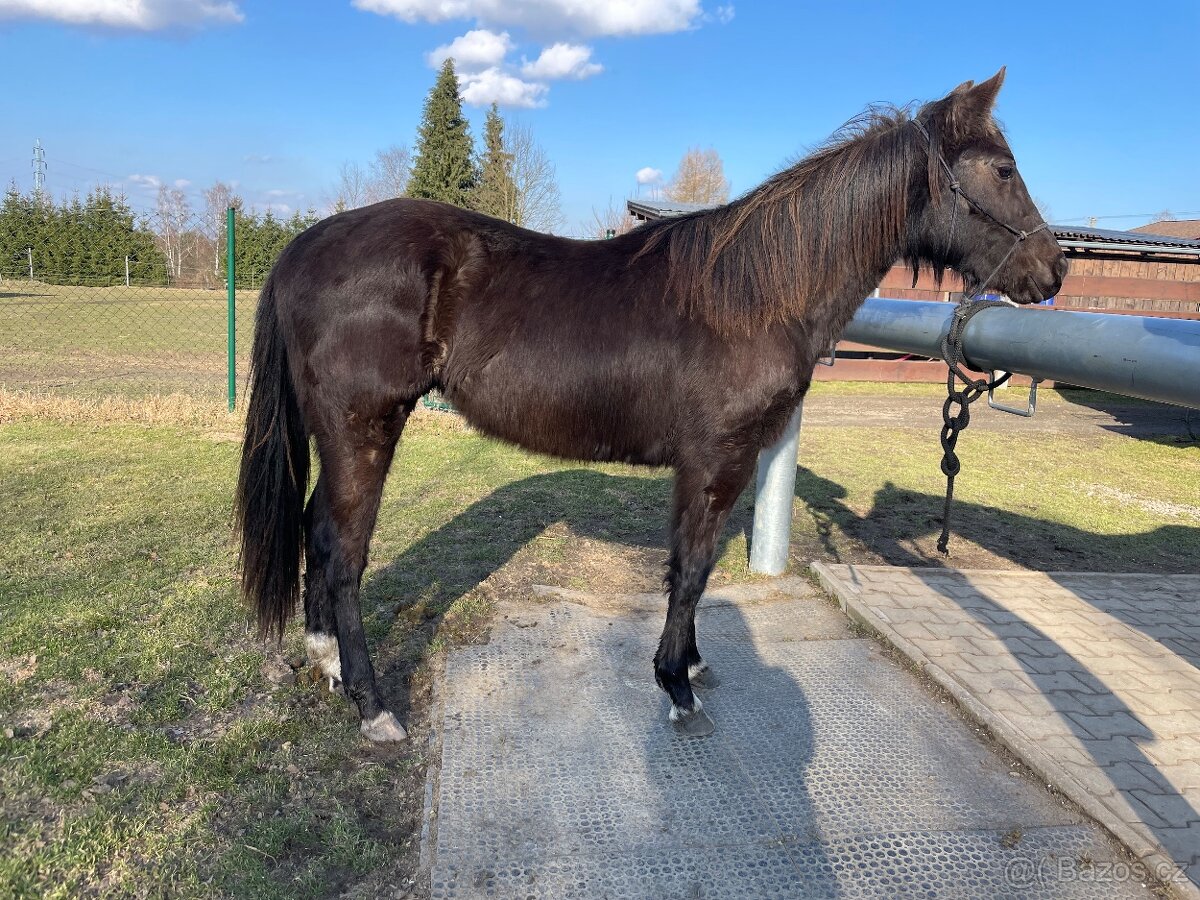 QH kobylka 3/4 - 3