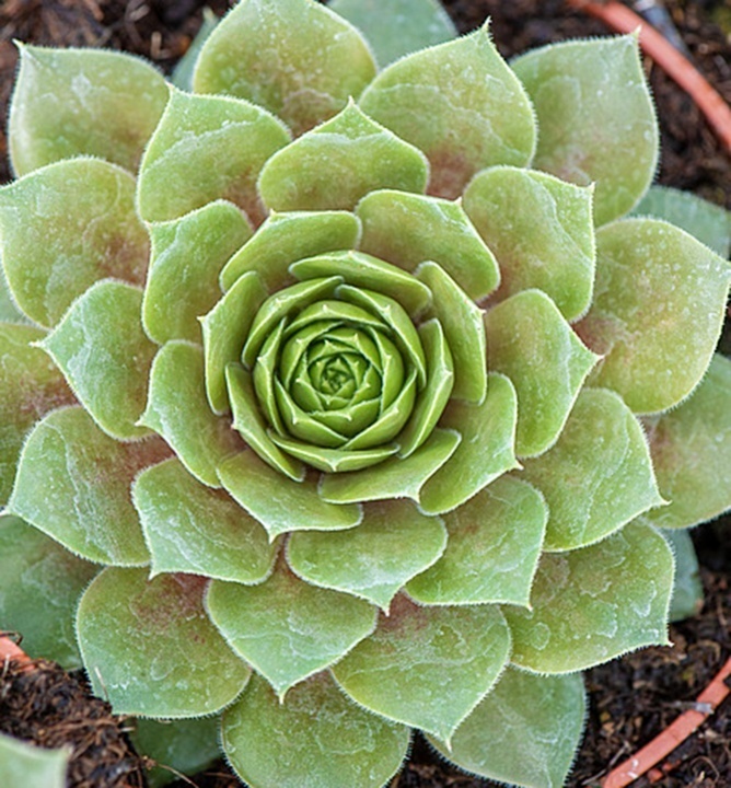 Netřesk do skalky - 3