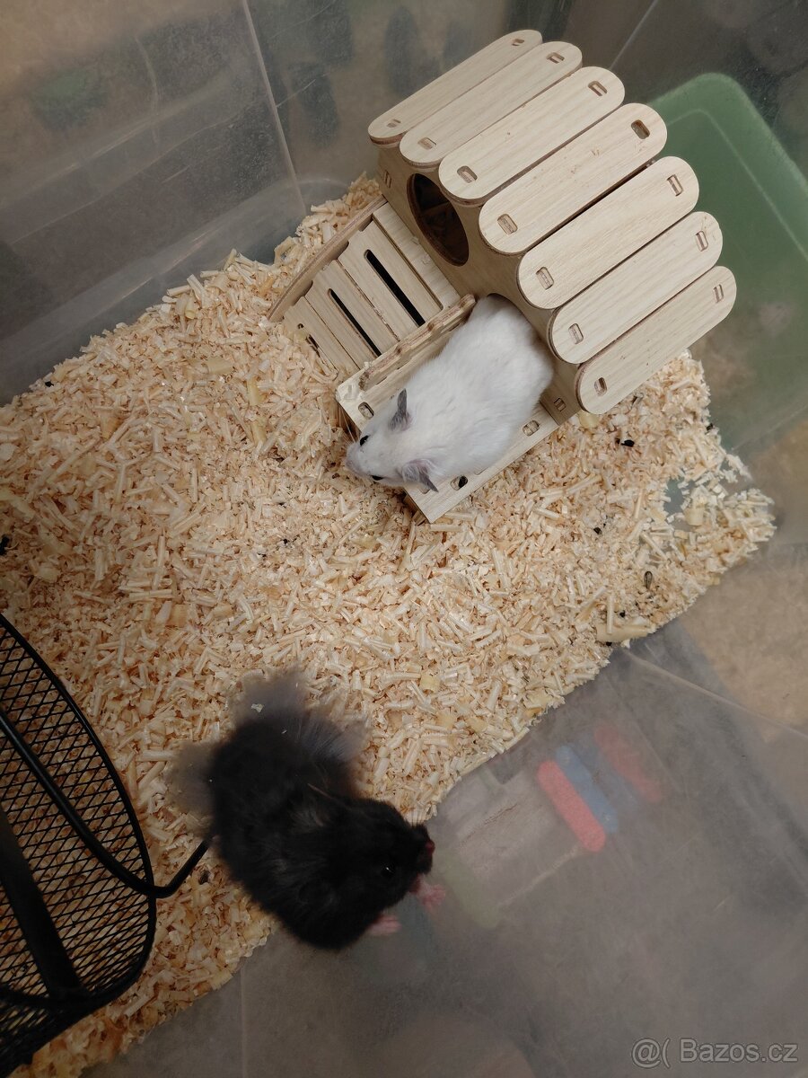 Křeček syrský - 3