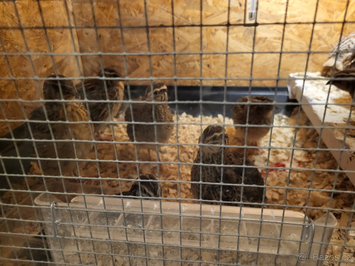 Křepelka japonská - 3