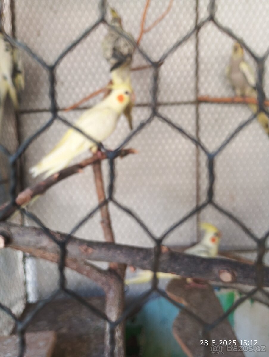 Korela chocholatá - 3