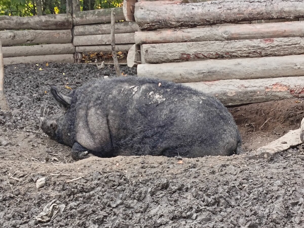 Maďarská mangalice - 3