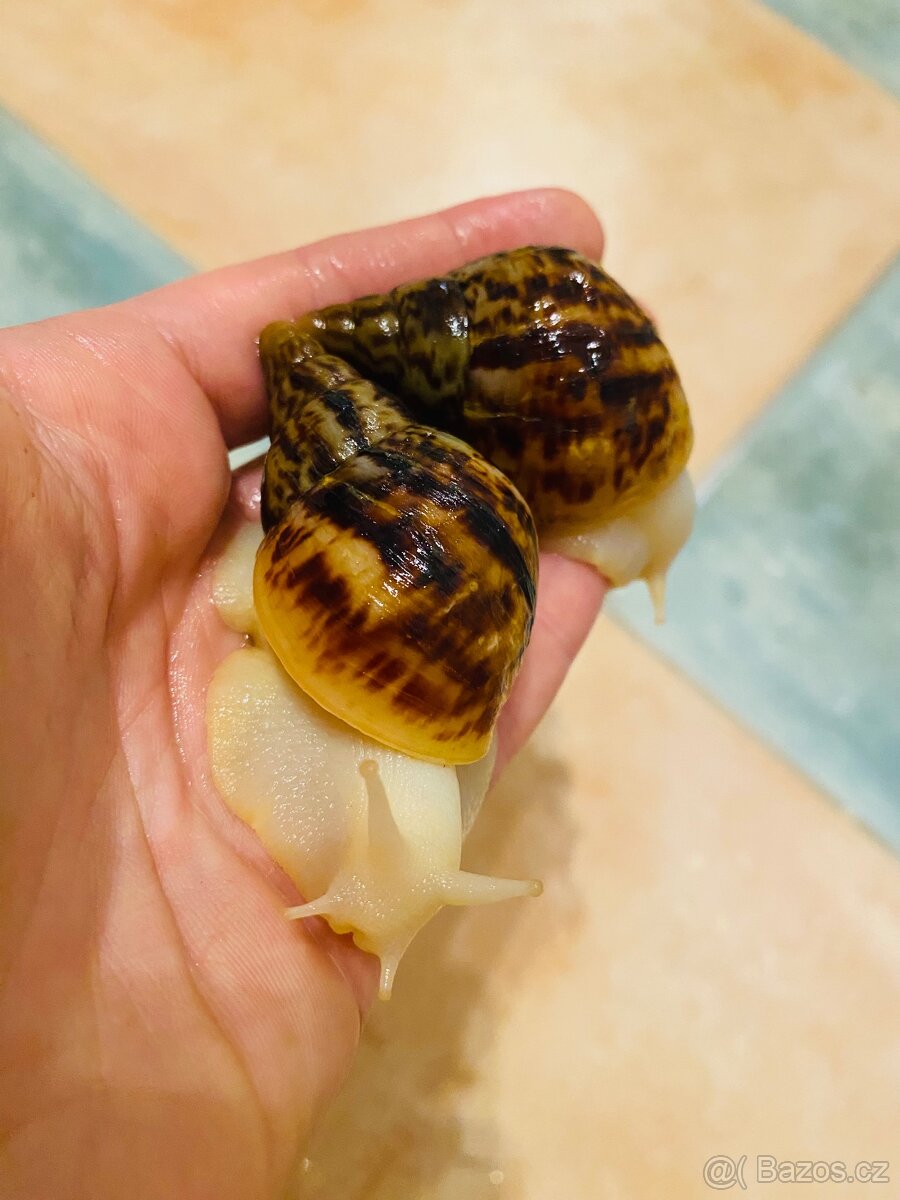 Africký šnek mláďata - 3