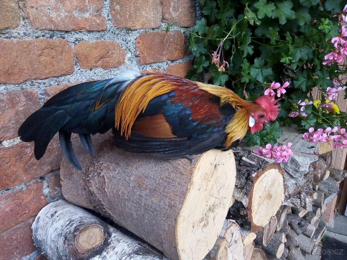 Holandstá zakrslá - 3