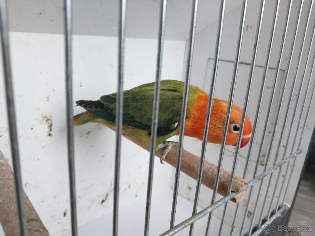 Agapornis fischeri - 3