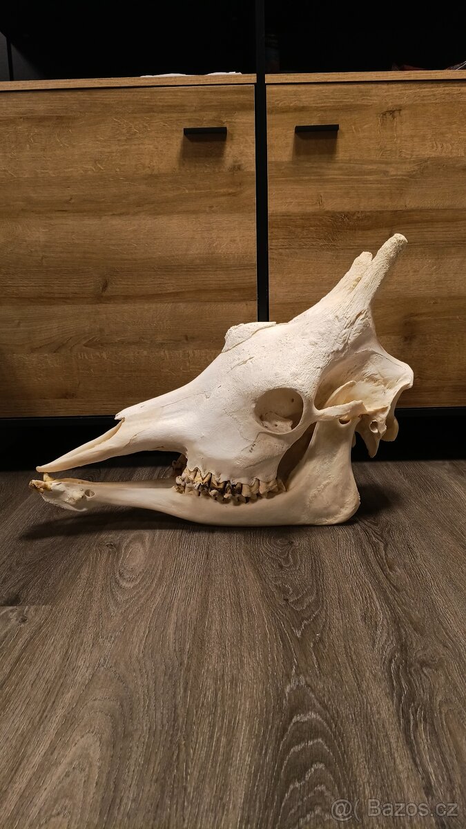 Žirafa Rothschildova - trofej, lebka - 3