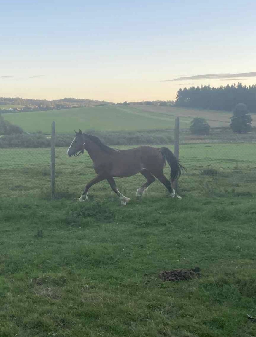 Na jaře dvouletý valach Welsh Cob - 3