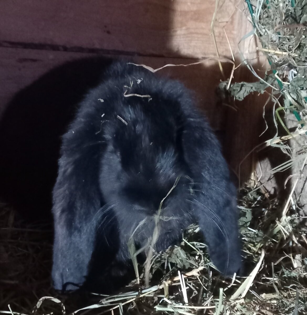 Francouzský beran - 3