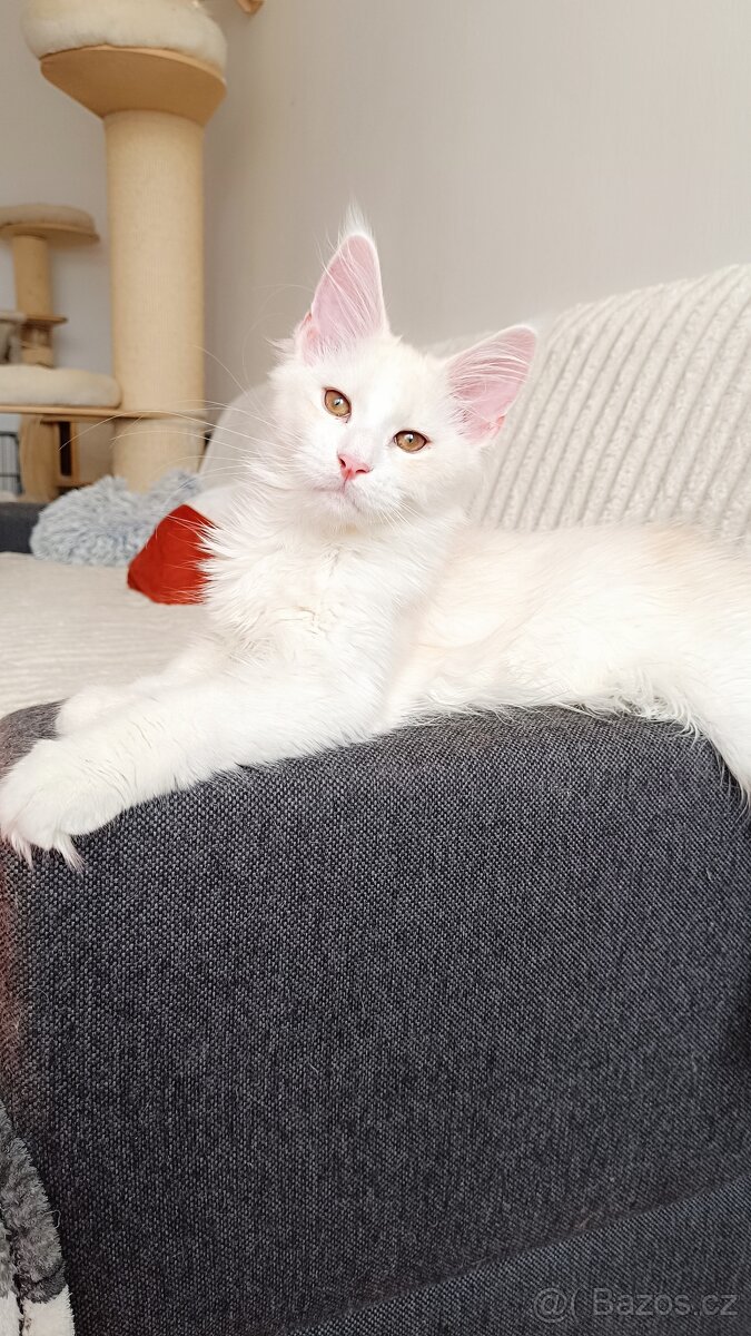 Mainská mývalí s PP - 3