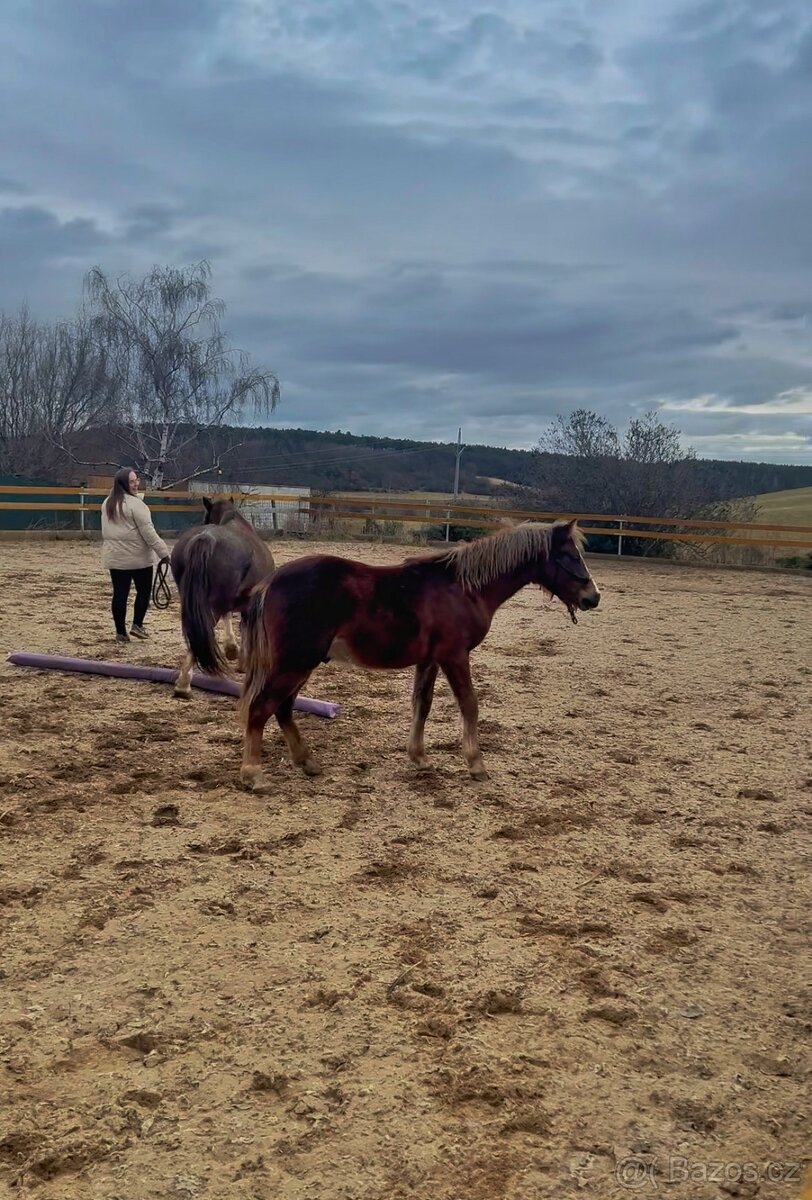 Loňský pony hřebeček - 3