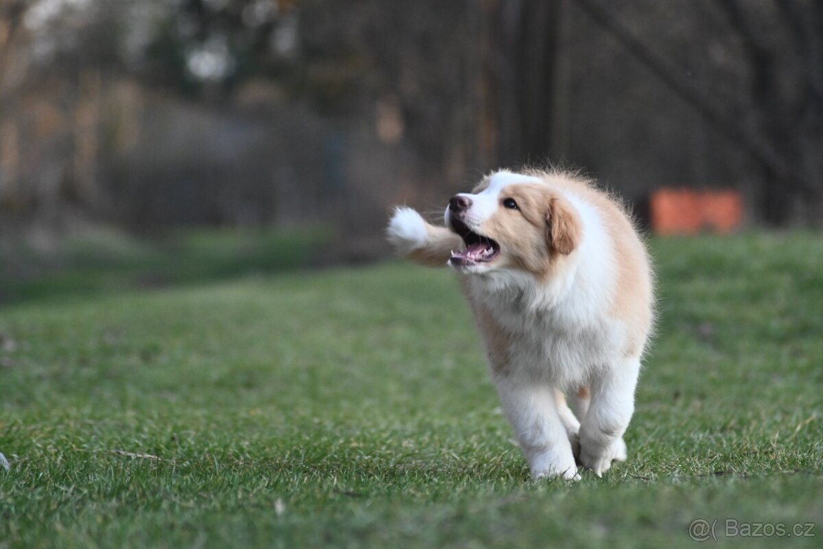Border Collie / Border Kólia s PP - 3