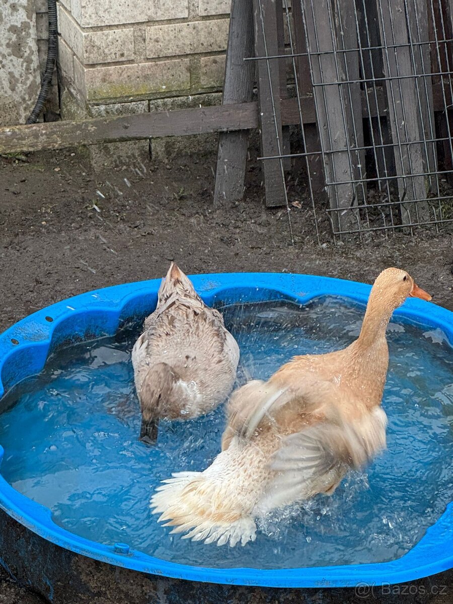 Násadová vejce Indický běžec - 3