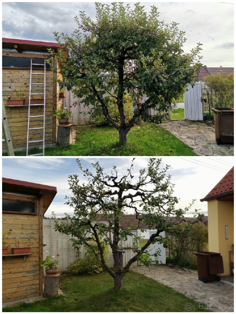 Odborný ořez stromů - 3