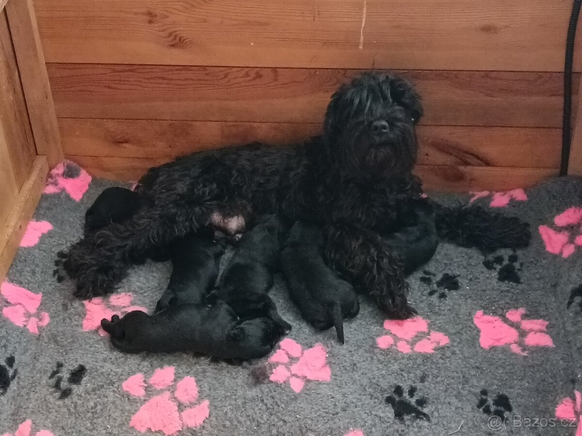 Knírač malý černý s PP - 3