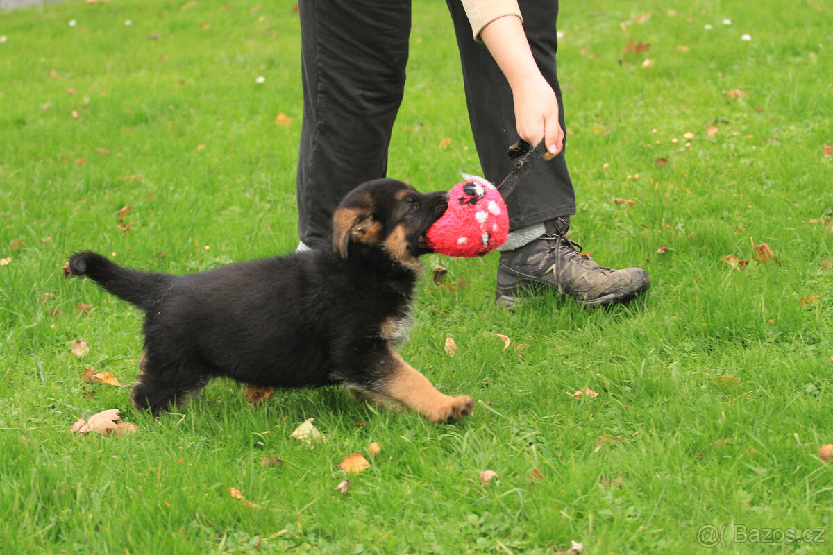 Německý ovčák - 3