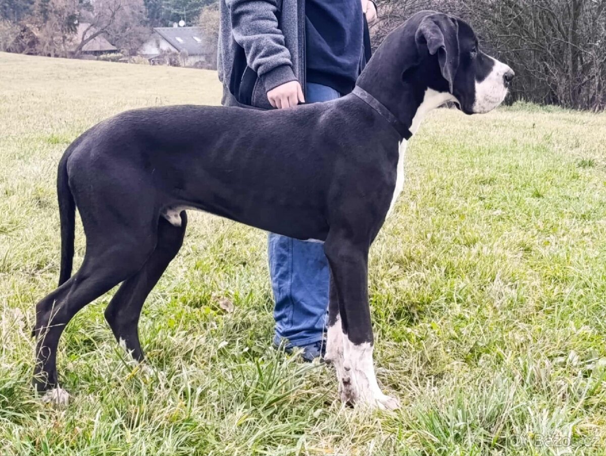 Německá doga s pp - 3