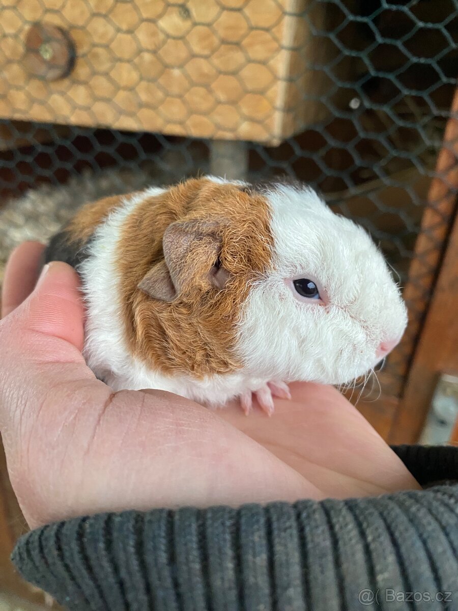 Morčátko sameček TEDDY - 3