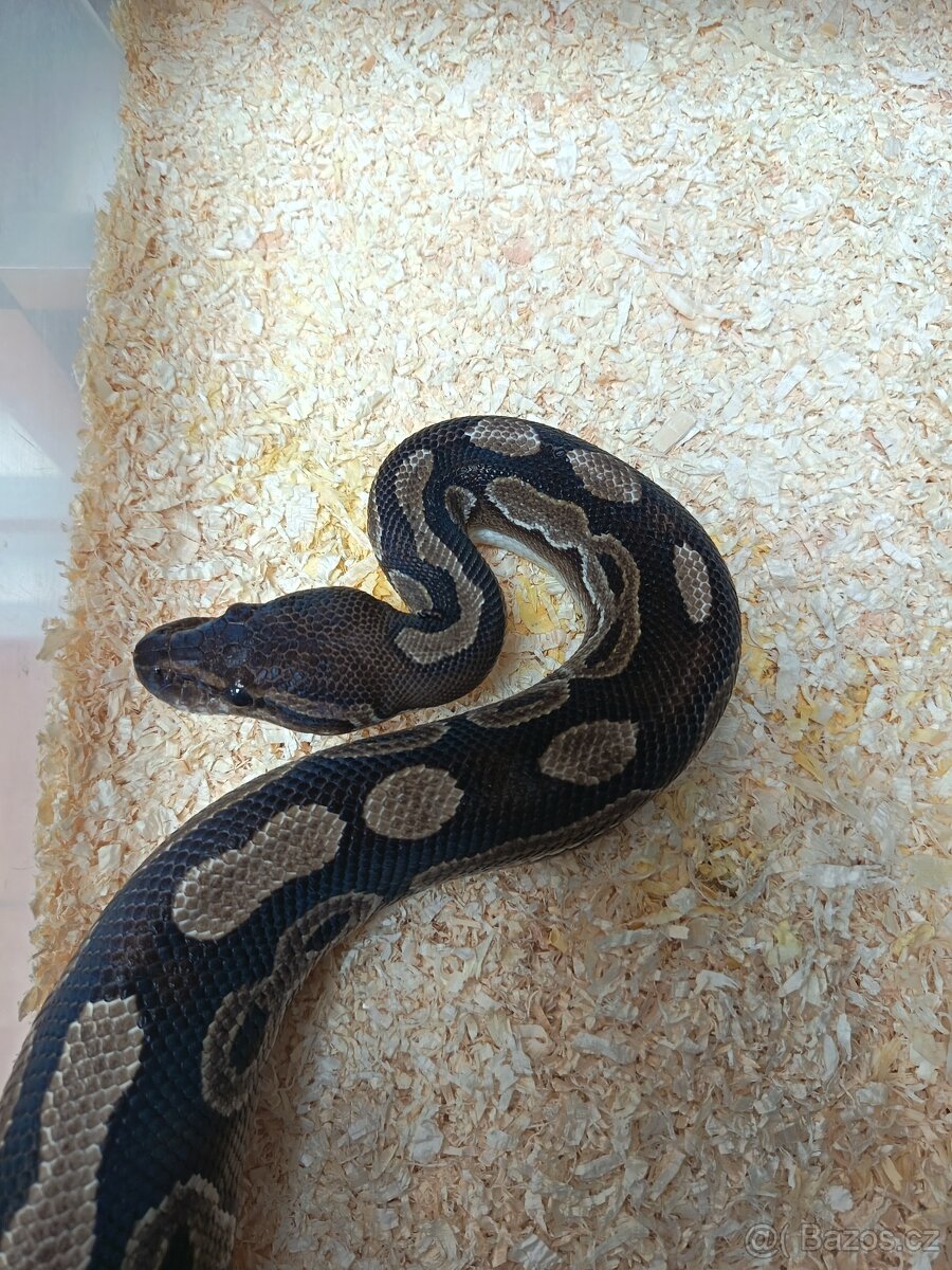 Krajta královská Dospělá chovná skupina - 3