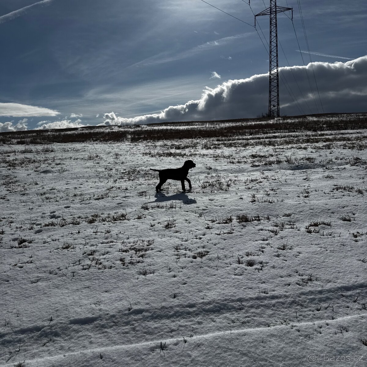 Německý krátkosrstý ohař - 3