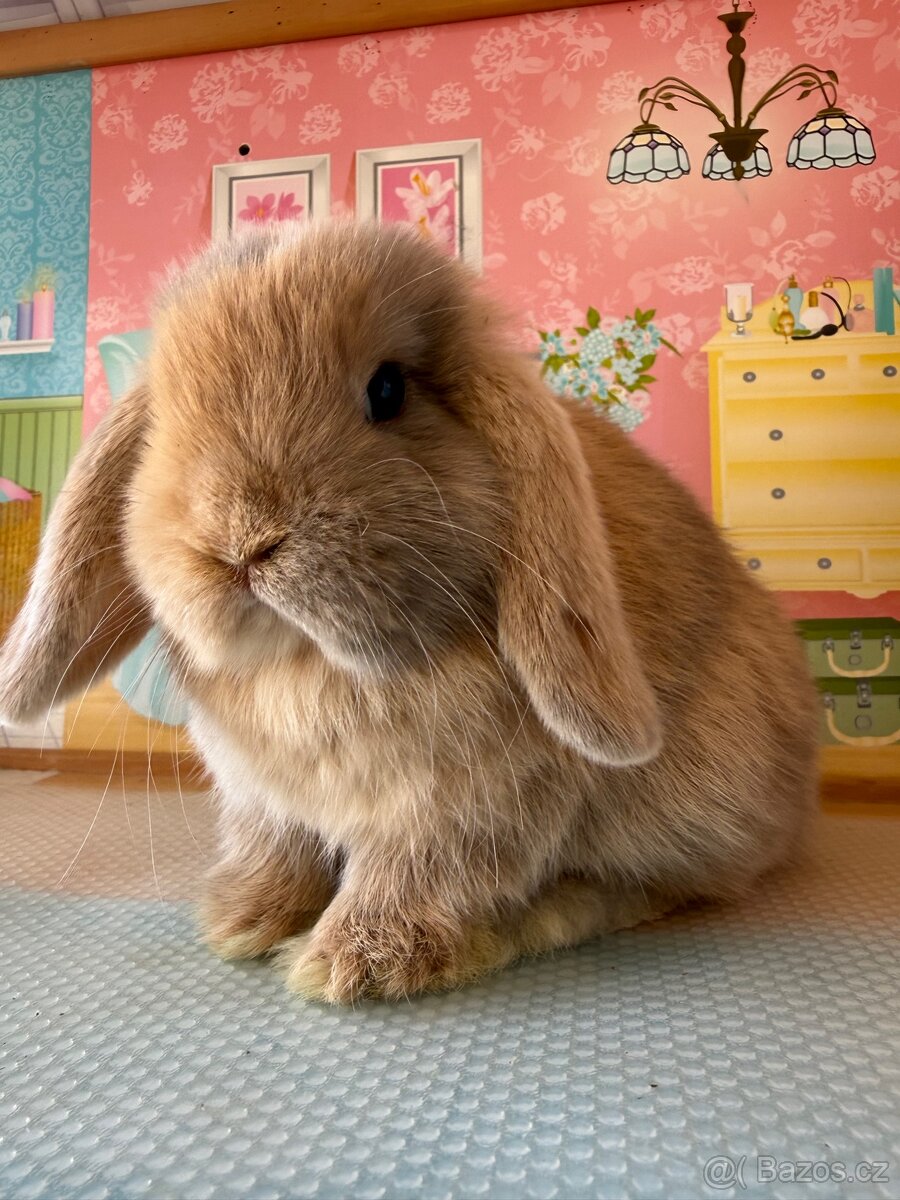 MINILOP sameček - 3