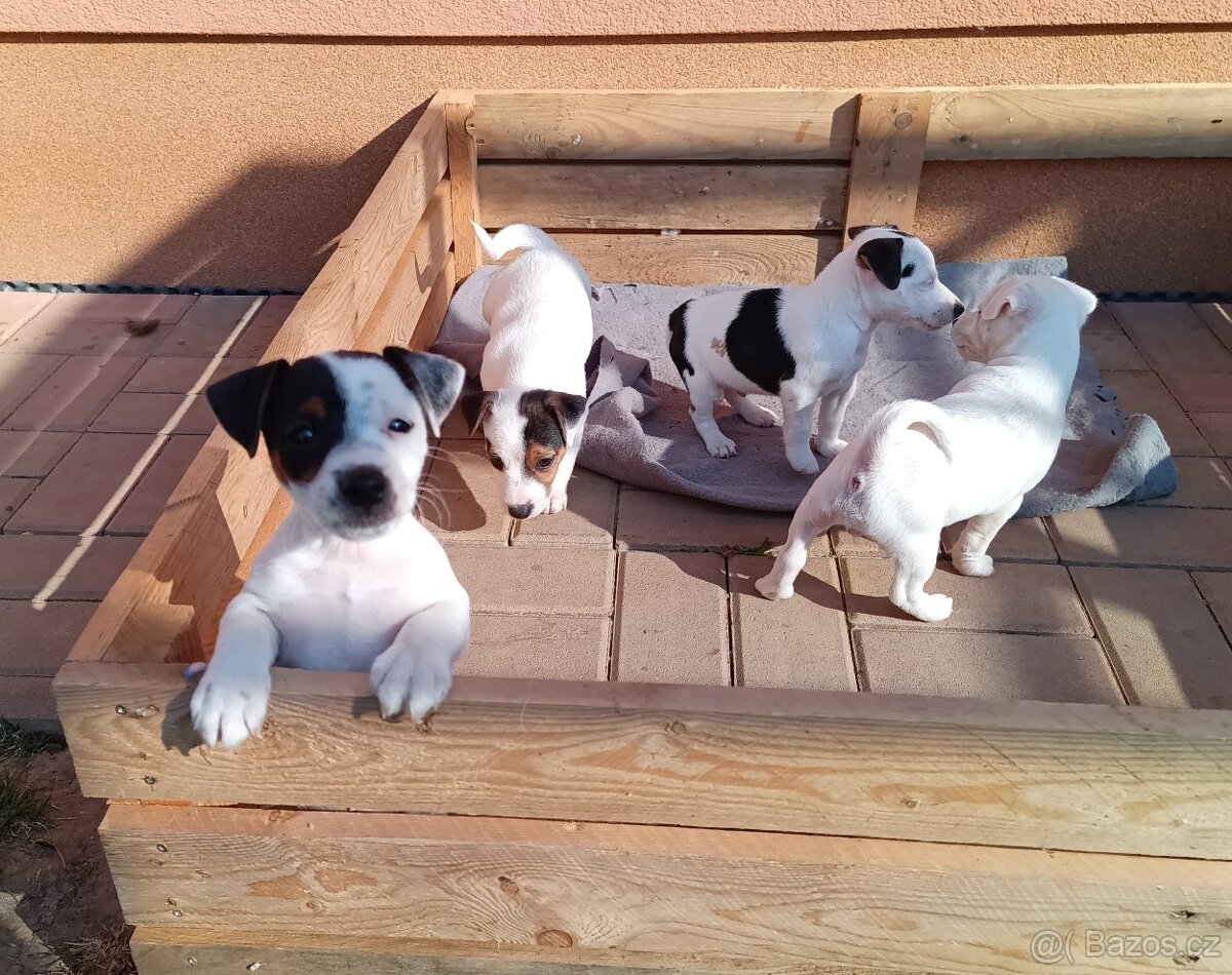 štěňata - Jack Russell teriér - 3