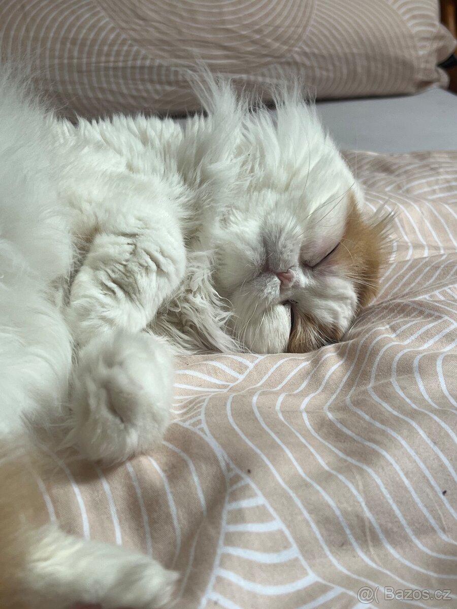 Kocour k nakrytí - 3