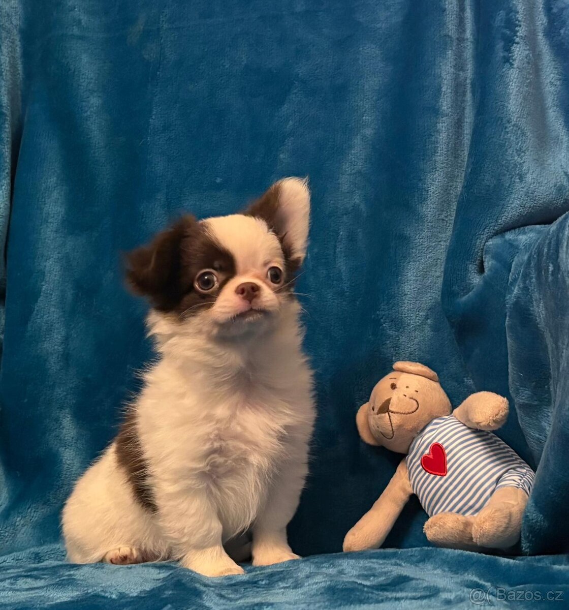 Čivava dlouhosrstá s PP - Pejsci - 3