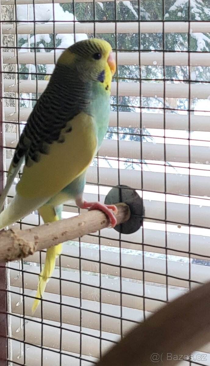 Andulky letošní - 3