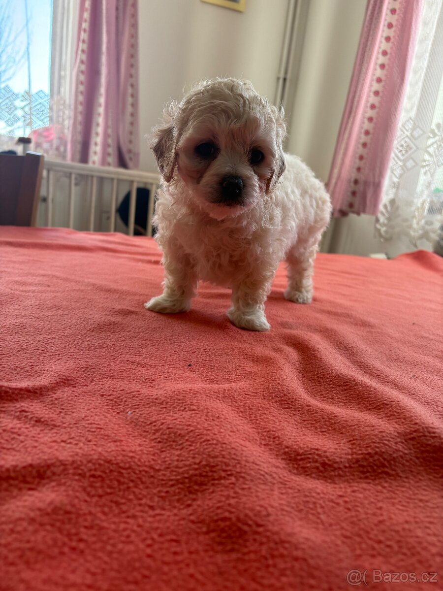 Boloňský psík bez PP - 3