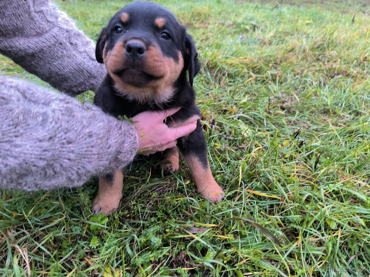 Rotvajler Rotweiler štěně - 3