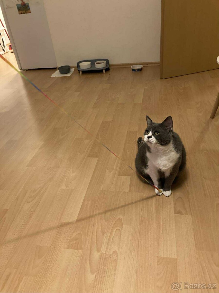 Kočičí seniorka k adopci - 3