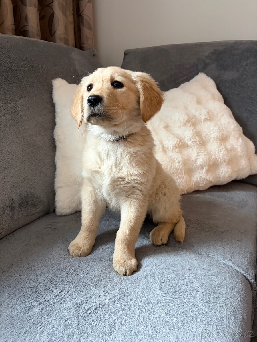 Labrador fenka čistokrevná bez PP - 3