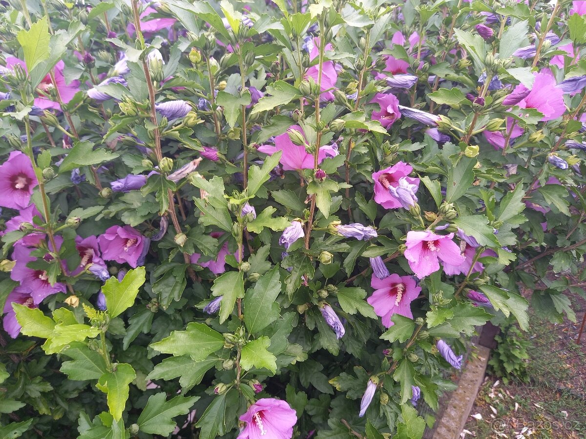 Ibišek syrský (venkovní) - 3