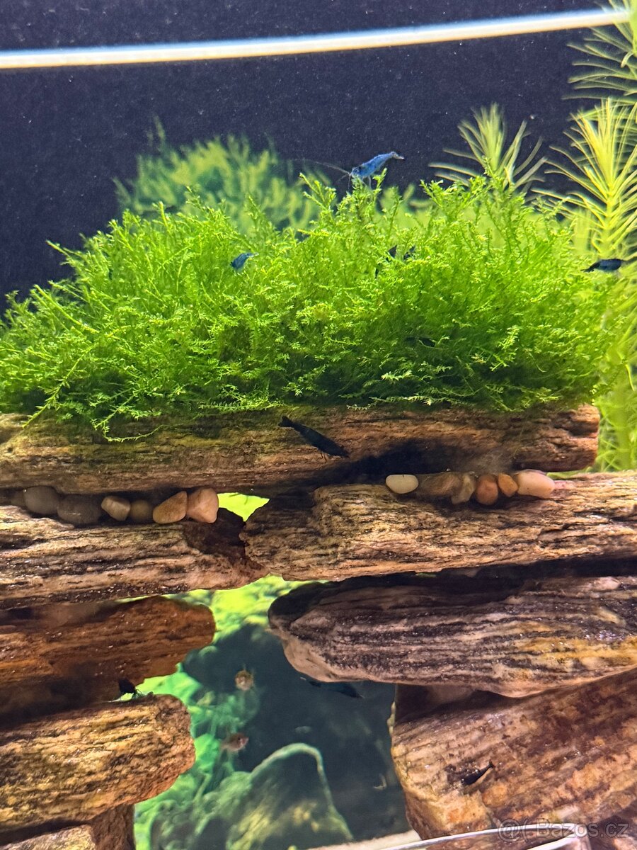 Krevetky Blue Jelly - 3