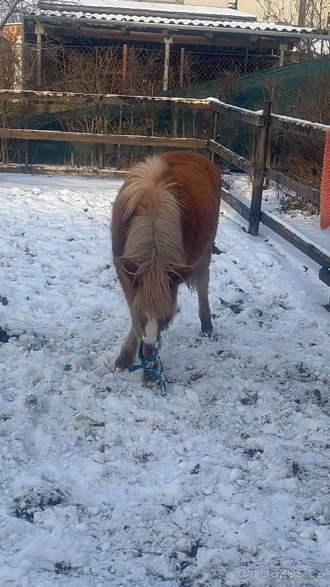 Pony kobylky SPECHA - 3