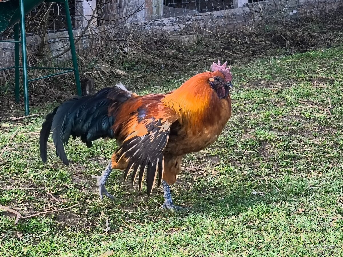 Kohout gahmong barevny - 3