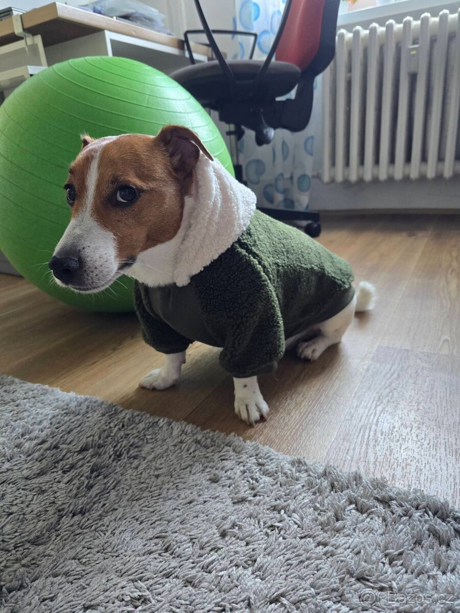 Jack Russell Terrier - 3