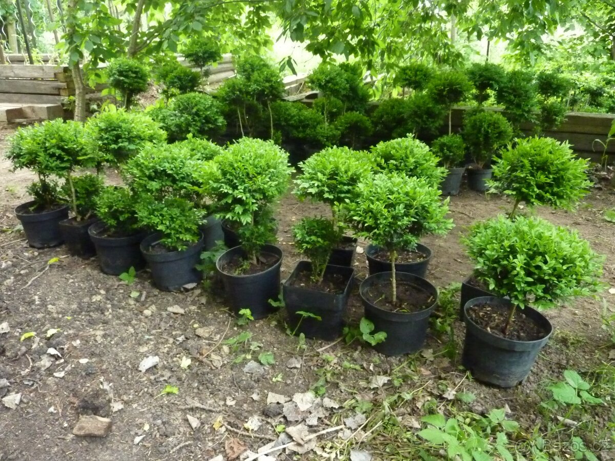 Buxus - Zimostráz - Krušpán na kmínku - 3