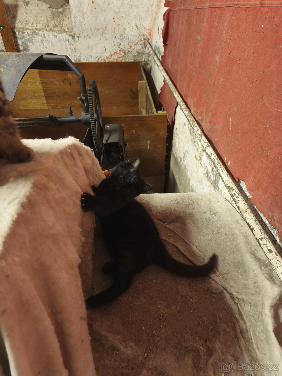 Daruji koťákta - 3