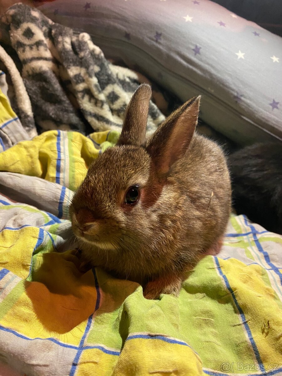 Králík zakrslý - mláďata - 3