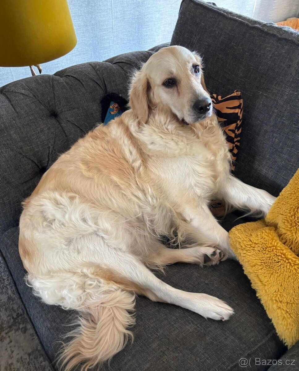 Zlatý retrívr - 3