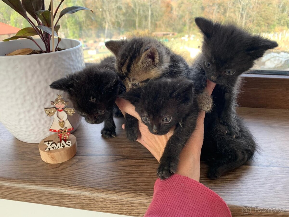 Daruji koťata - 3