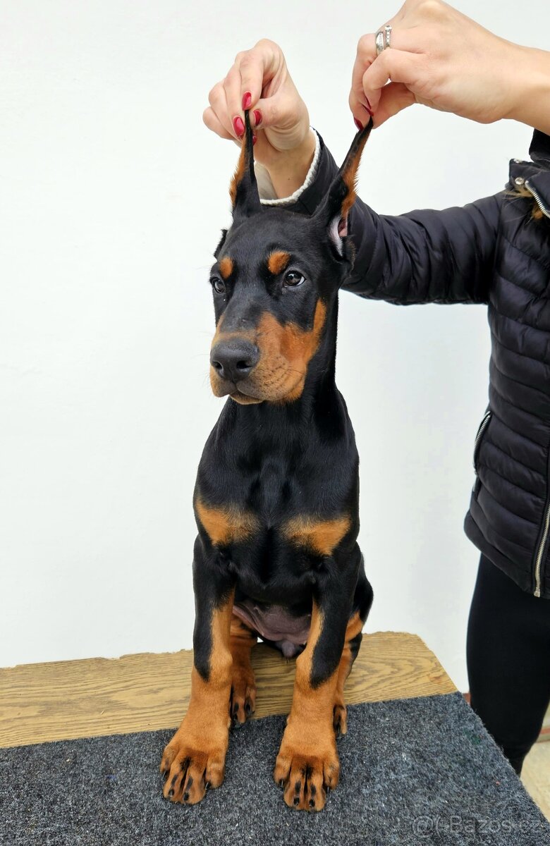 KUPIROVANÁ ŠTĚŇÁTKA DOBRMANA S PP FCI - 3