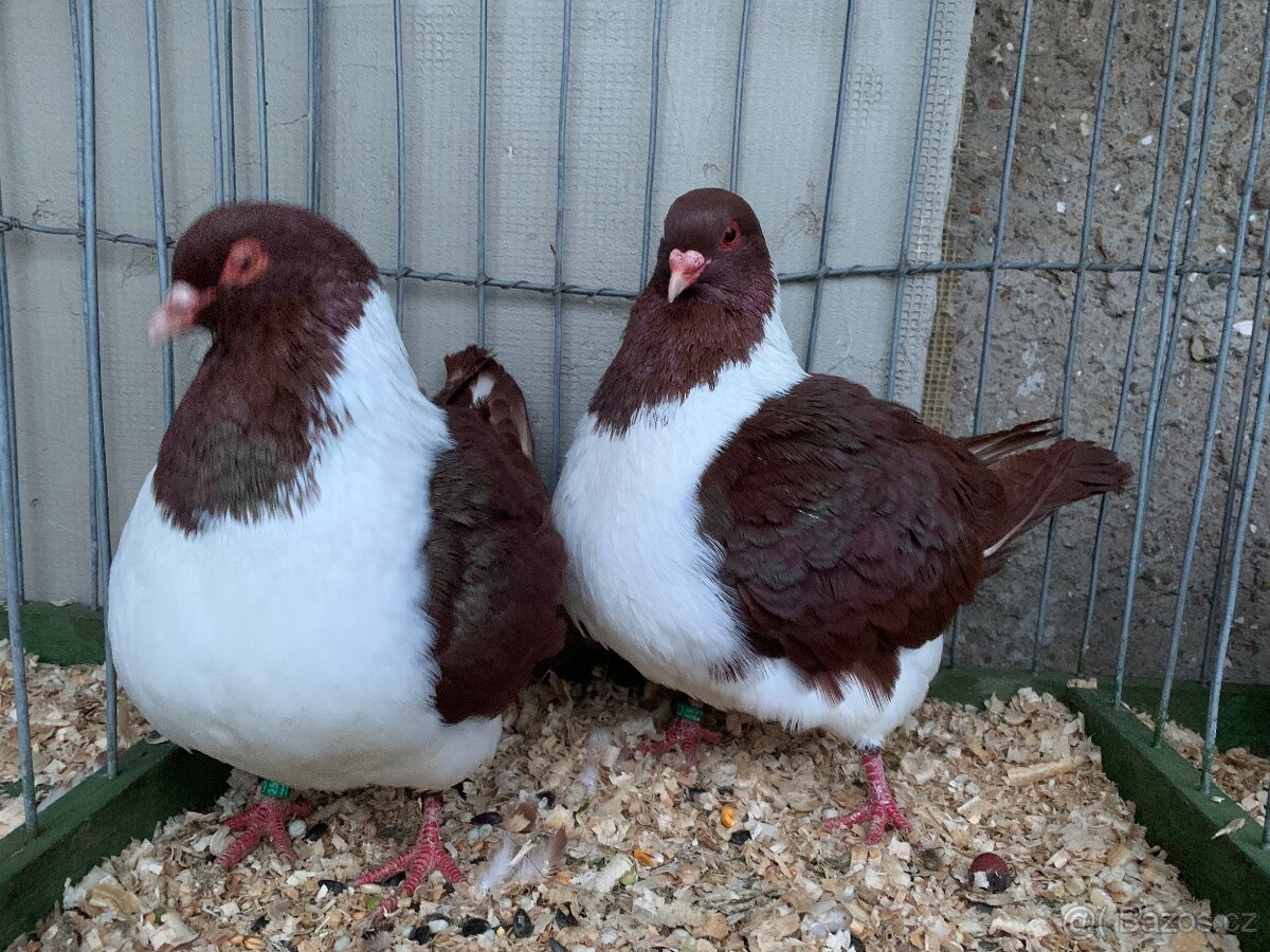 Moravsky pštros červeny - 3