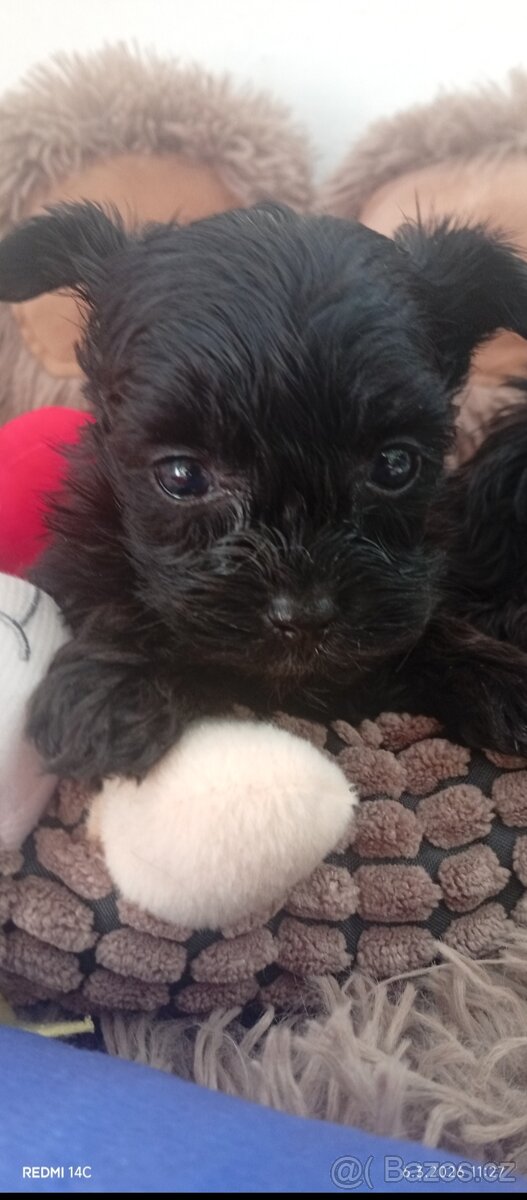 Jorkšírský teriér,Biewer,Merle, Black - 3